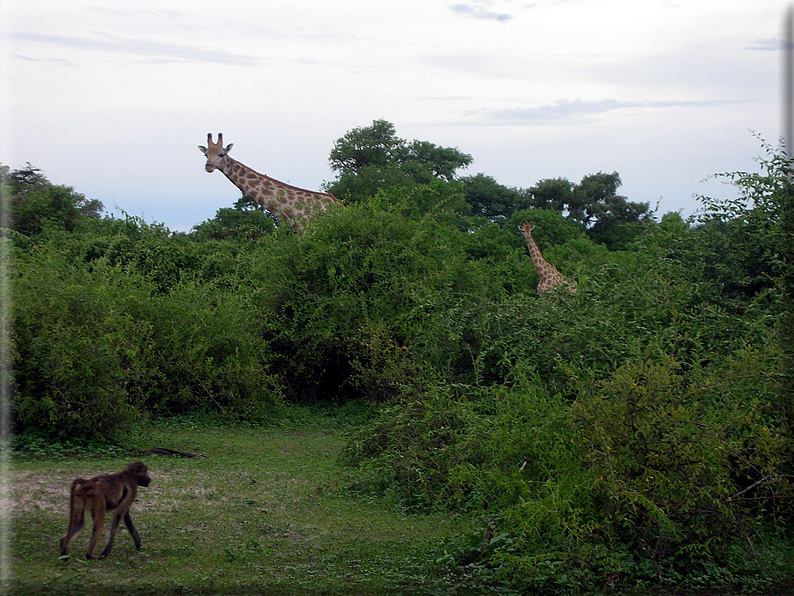 foto Parco nazionale del Chobe